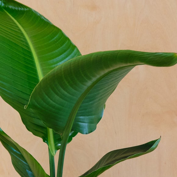 Bird of Paradise House Plant