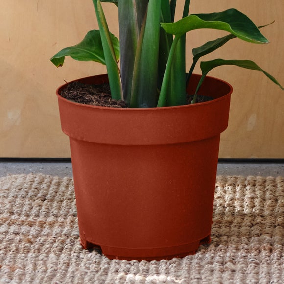 Bird of Paradise House Plant