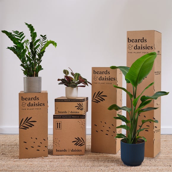 Bird of Paradise House Plant