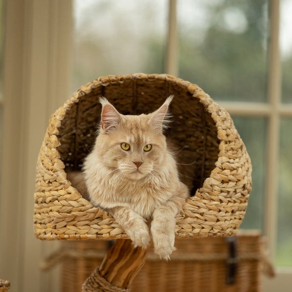 Lords and Labradors The Dome Cat Tree