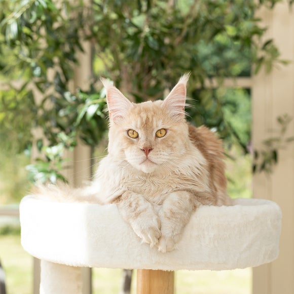 Lords and Labradors Hide and Sleep Cat Scratch Post